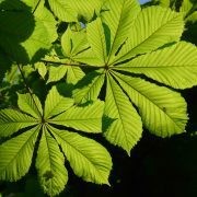 common-horse-chestnut-55829_1920