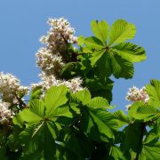 common-horse-chestnut-55847_1920