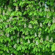 horse-chestnut-3379501_1920