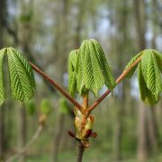 horse-chestnut-5050403_1920