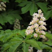 horse-chestnut-7178951_1920