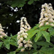 horse-chestnut-7178977_1920