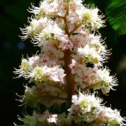 inflorescence-55839_1920