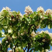 inflorescence-55907_1920