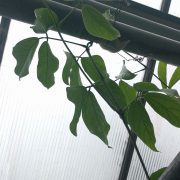 20210605_Hortus_botanicus_Leiden_-_Strongylodon_macrobotrys_(backside_leaves) (1)