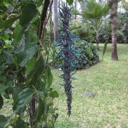 Strongylodon_macrobotrys_-_Parc_Exotica