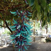 Strongylodon_macrobotrys_(2)