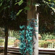 Strongylodon_macrobotrys_(4)