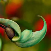 blue-jade-7644355_1920