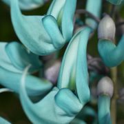 jade-vine-7203010_1920