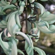 jade-vine-7203027_1920