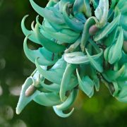 jade-vine-7385863_1920
