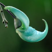 jade-vine-7385948_1920