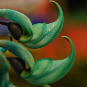 jade-vine-7672307_1920