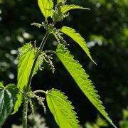 nettle-141502_1920