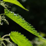 nettle-141508_1920