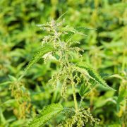 nettle-2733404_1920