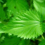 nettle-474357_1920