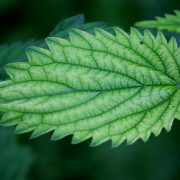 nettle-6791583_1920