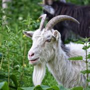 saanen-goat-3402070_1920