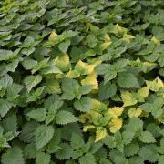 stinging-4533005_1920