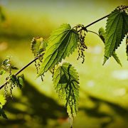 stinging-nettle-3961417_1920