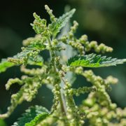 stinging-nettle-5525051_1920