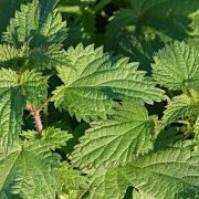 stinging-nettles-2915445_1920