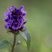 braunelle-6734255_1920