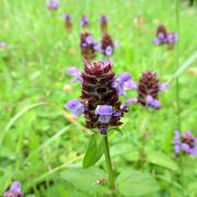 ordinary-brunelle-1524802_1920