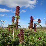 prunella-vulgaris-848818_1920