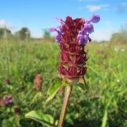 prunella-vulgaris-848819_1920
