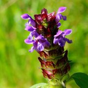 small-accentor-1531092_1920