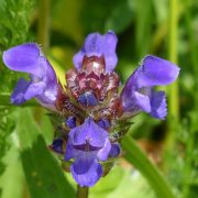 small-accentor-167425_1920