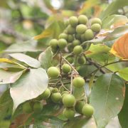 1024px-Sapindus_Saponaria_-_08