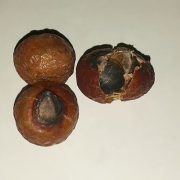 Frutos_de_Sapindus_saponaria