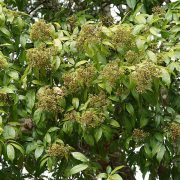 Lepisanthes_or_Sapindus_tetraphylla_DSC02600_AJTJ