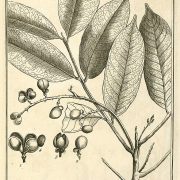 Sapindus_arborescens_Aublet_1775_pl_139