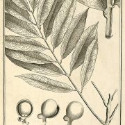 Sapindus_frutescens_Aublet_1775_pl_138