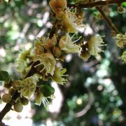 Sapindus_oahuensis_(5737856088)