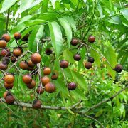 Sapindus_saponaria_var._saponaria_(4831880407)