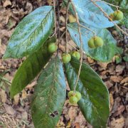 Sapindus_trifoliatus_05