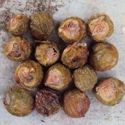 Sapindus_trifoliatus_15