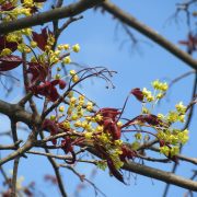 acer-platanoides-855345_1920