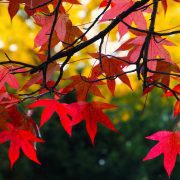 japanese-maple-7549741_1920