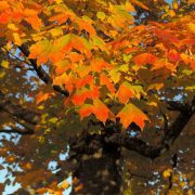 leaves-228148_1920