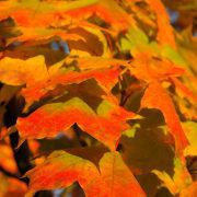 leaves-228171_1920
