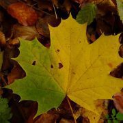maple-leaf-1784403_1920