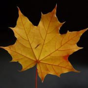 maple-leaf-61518_1920