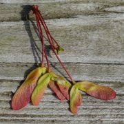 maple-seeds-2169548_1920